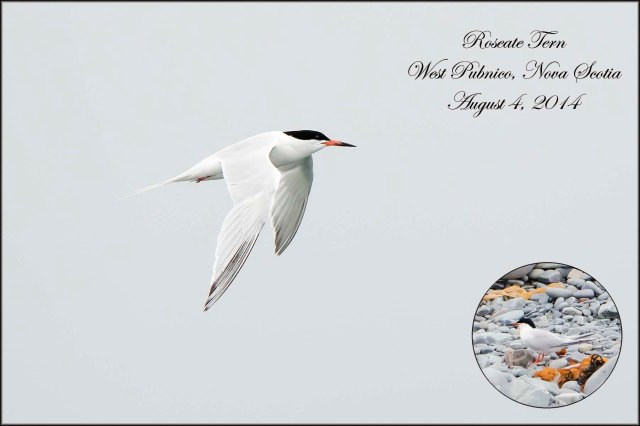 RoseateTern