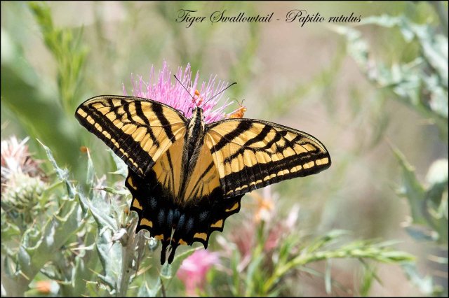 TigerSwallowtail