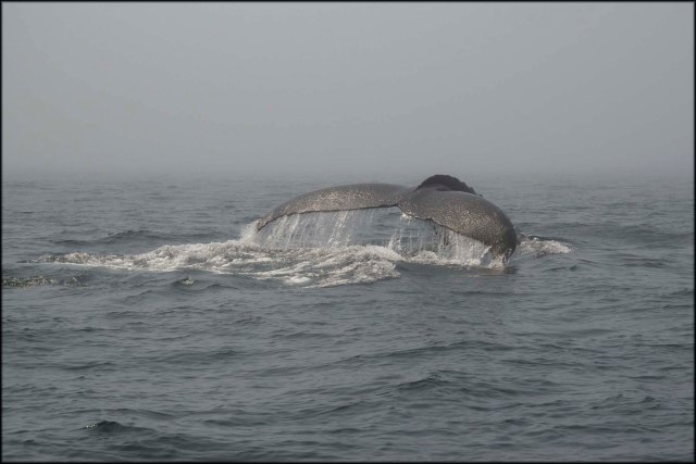 Whale3