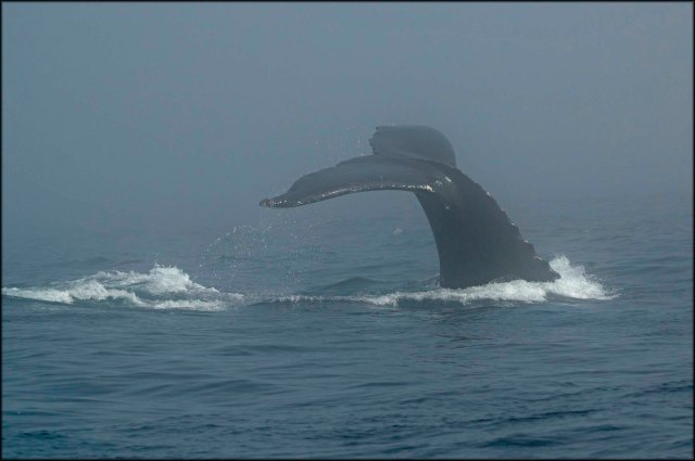 Whale6