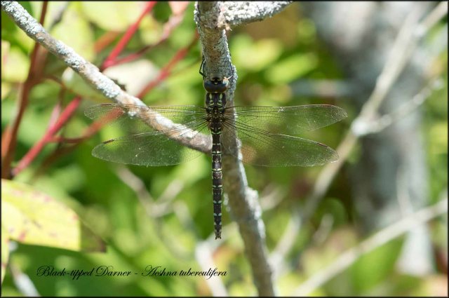 BlacktippedDarner