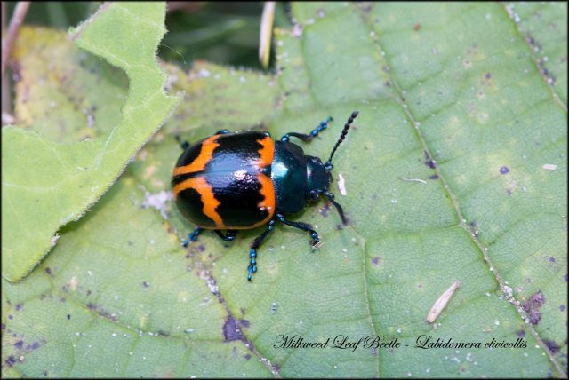 MilkweedLeafBeetle