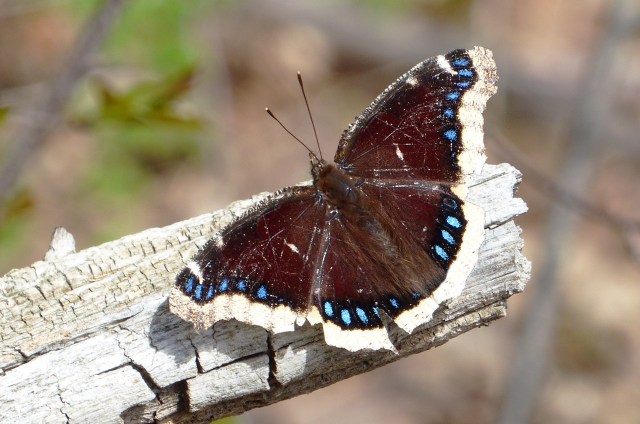 MourningCloak