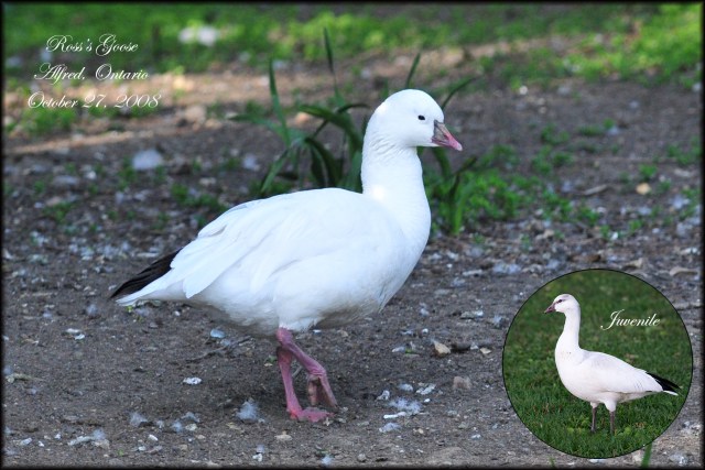 Ross'sGoose