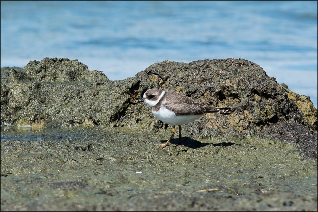 SemipalmatedPloverFB