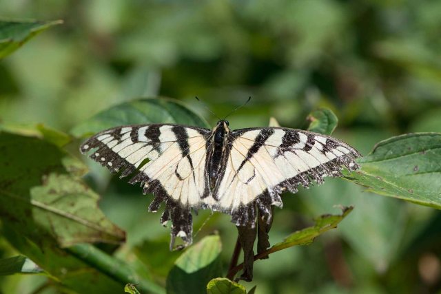 WornEasterTigerSwallowtail2014FB