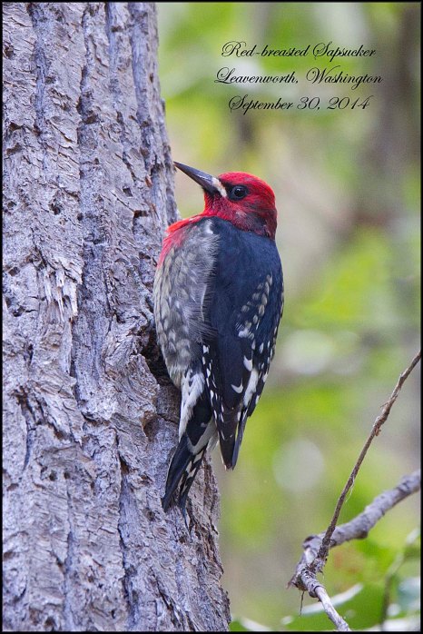 Red-breastedSapsucker