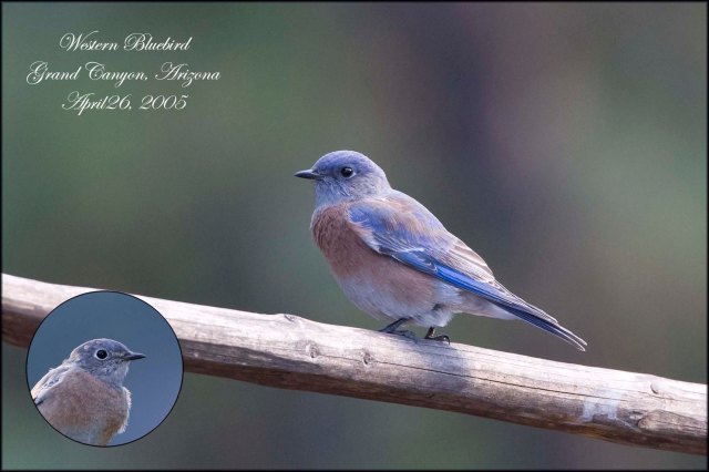 WesternBluebird