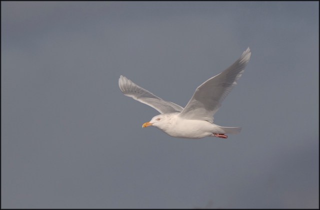 GlaucousGullAdult2014FB