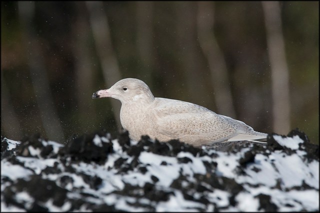 GlaucousGullJuvenile2014FB
