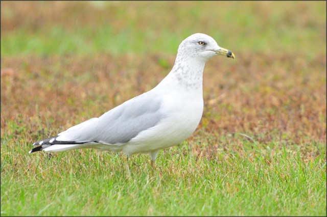 RBGAdultNonBreedingBlog