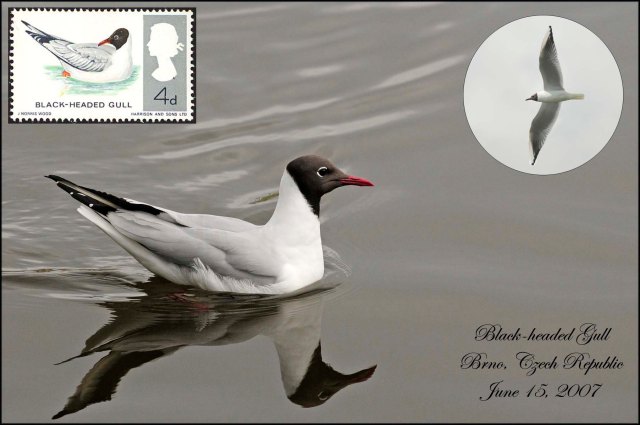 BlackheadedGull