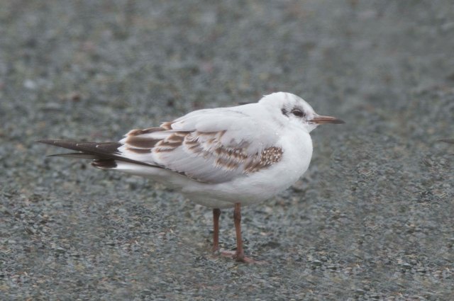 BlackheadedGull1stCycle2