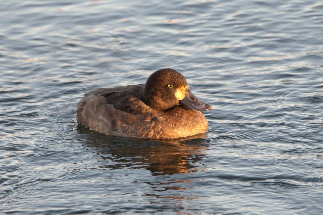 GreaterScaupAdultFemale