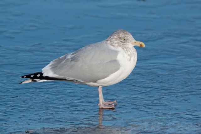 HerringNonBreedingAdult