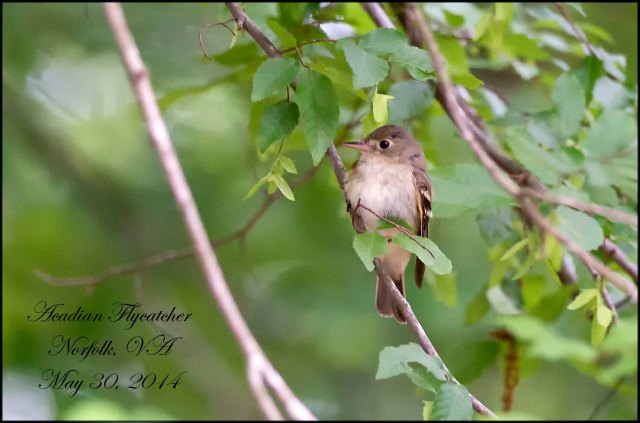 AcadianFlycatcher