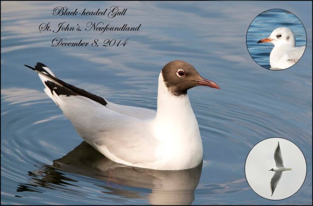 Black-headedGull