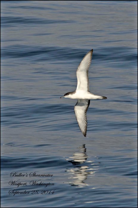 Buller'sShearwater