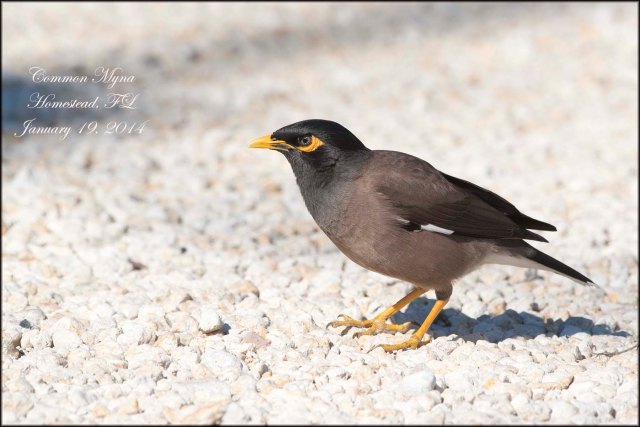 CommonMyna