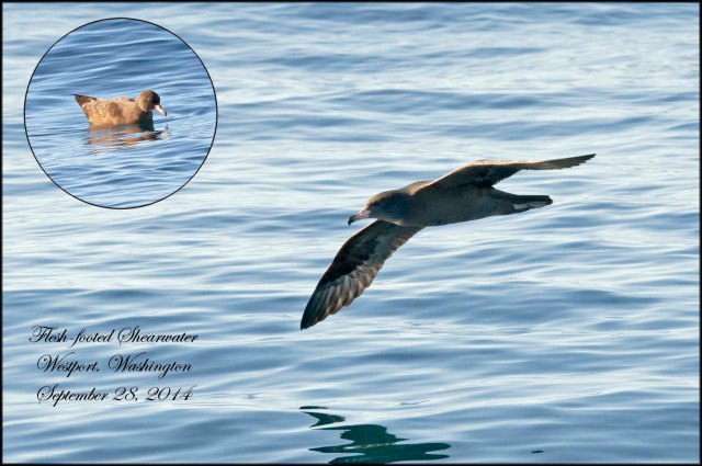 Flesh-footedShearwater