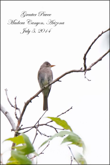 GreaterPewee
