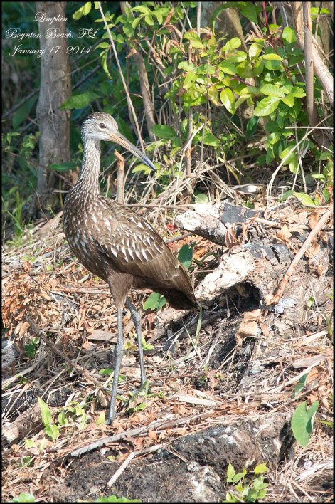 Limpkin
