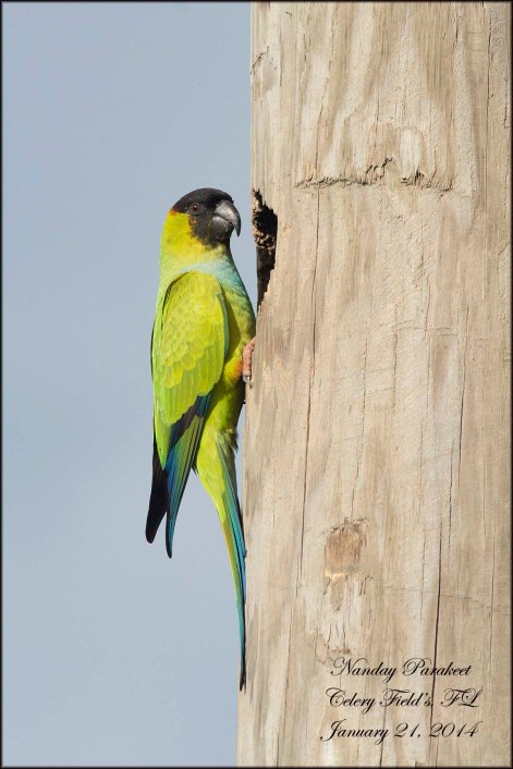 NandayParakeet