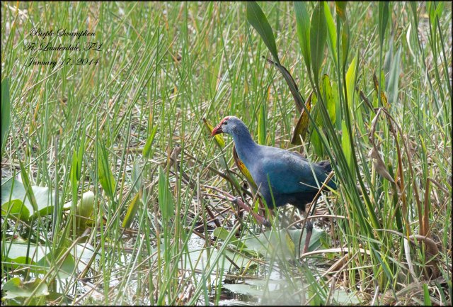 Purple Swamphen