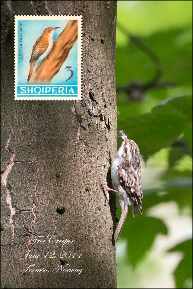 Treecreeper