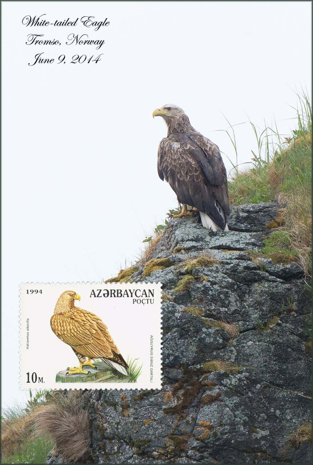 White-tailedEagleNonNA