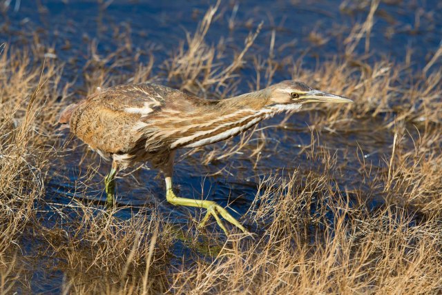 Bittern2015