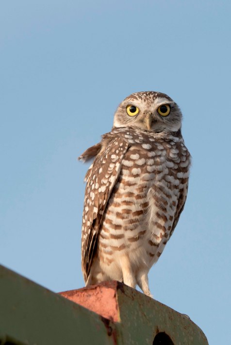BurrowingOwl2015