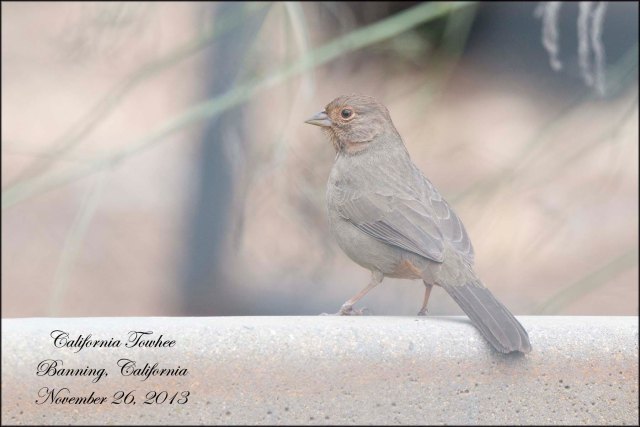 CaliforniaTowhee