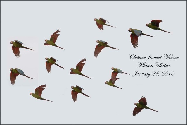 ChestnutFrontedMacaw