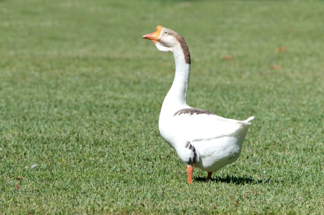 ChineseGoose2015