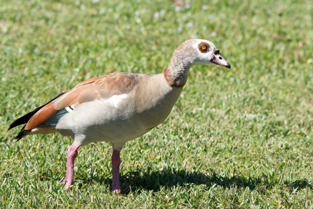 EgyptianGoose2015