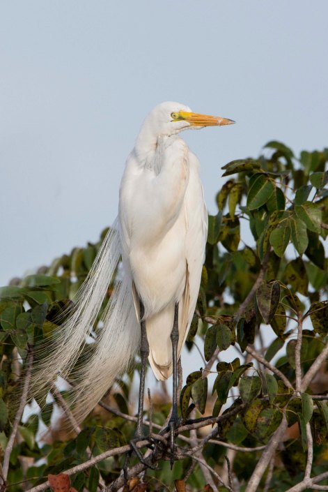 GreatEgret2015