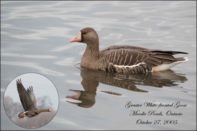 GreaterWhitefrontedGoose