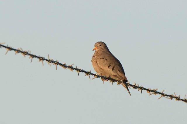 GroundDove2015