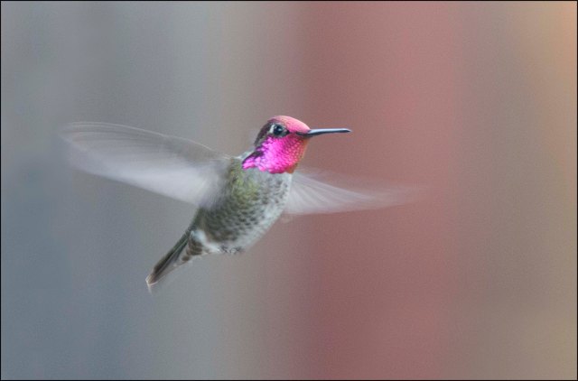 Hummingbird2015