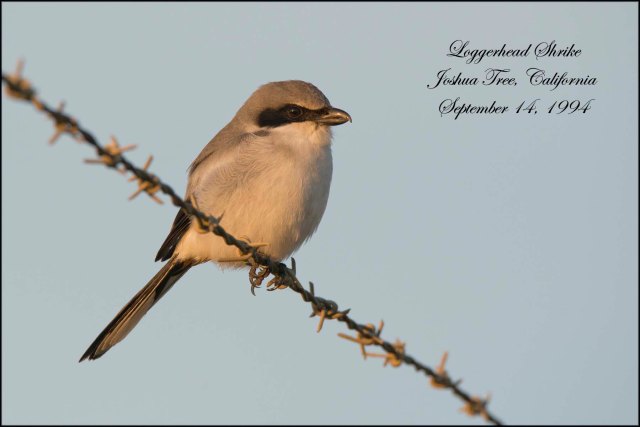 LoggerheadShrike