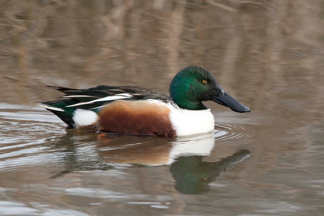 NorthernShoveler2015