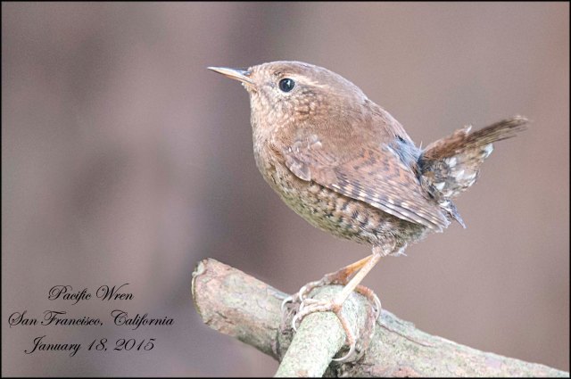 PacificWren