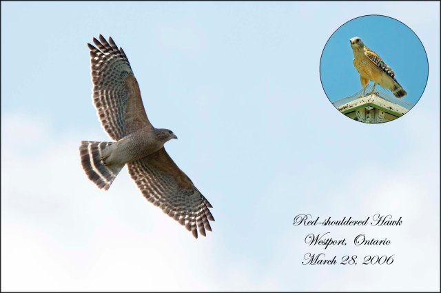 RedShoulderedHawk