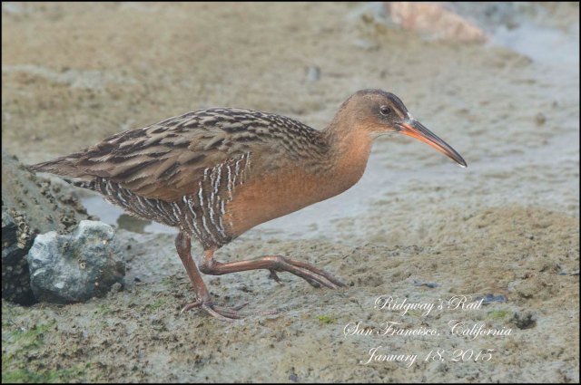 Ridgway'sRail