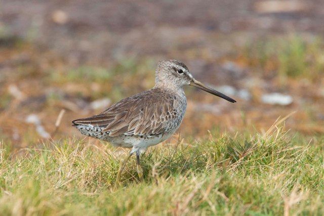 ShortbilledDowitcher2015B