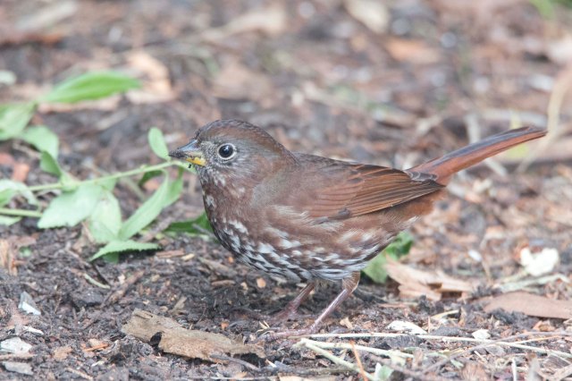 SootyFoxSparrow