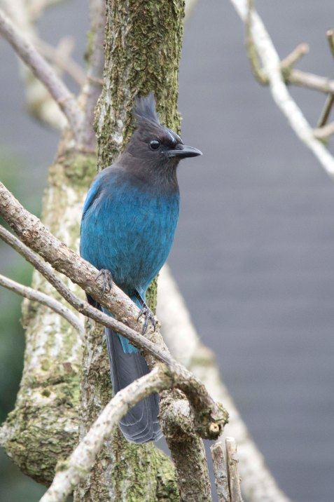Steller'sJay2015
