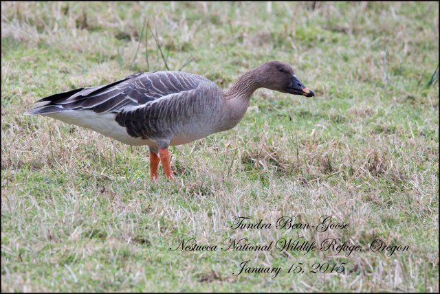 TundraBeanGoose