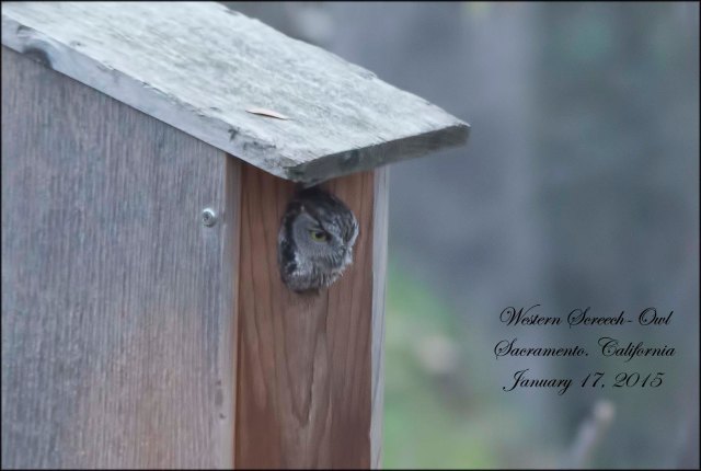 WesternScreechOwl